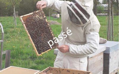 Verlosung Imker für einen Tag